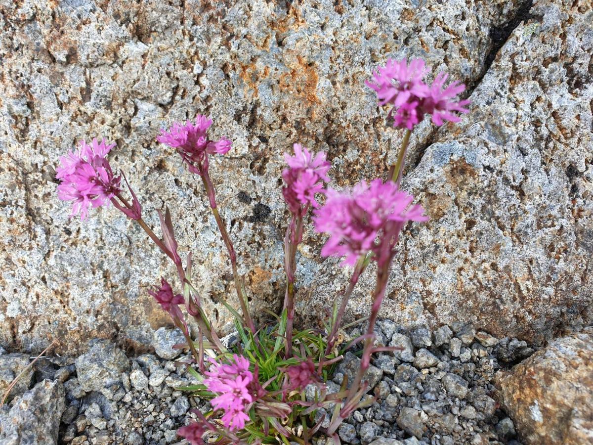 Aktiv Ferie I Vesteralen, Hovden 8475 Straumsjoen 外观 照片